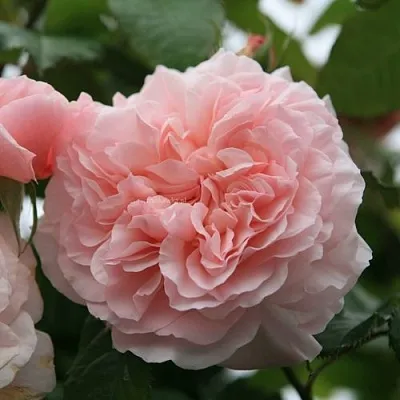 Саженцы роз РОЗ ДЕ ТОЛБИАК плетистая  Саженцы роз РОЗ ДЕ ТОЛБИАК плетистая в Сургуте