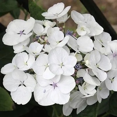 Гортензия ЛИБЕЛЛЕ крупнолистная  Гортензия ЛИБЕЛЛЕ крупнолистная в Сургуте