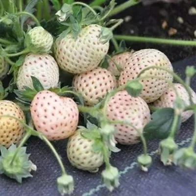 Клубника АНАНАСА ремонтантная в Сургуте