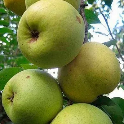 Груша РОГНЕДА  Груша РОГНЕДА в Сургуте