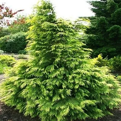 Кипарисовик САНКИСТ лавсона  Кипарисовик САНКИСТ лавсона в Сургуте