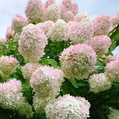 Гортензия ГРАНДИФЛОРА метельчатая  Гортензия ГРАНДИФЛОРА метельчатая в Сургуте