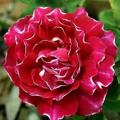 Саженцы роз БАРОН ЖИРО ДЕ ЛЕН ремонтантная  Саженцы роз БАРОН ЖИРО ДЕ ЛЕН ремонтантная в Сургуте