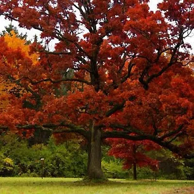 Дуб в Сургуте