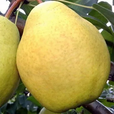 Груша ОСЕННИЙ ВЕЛИКАН  Груша ОСЕННИЙ ВЕЛИКАН в Сургуте