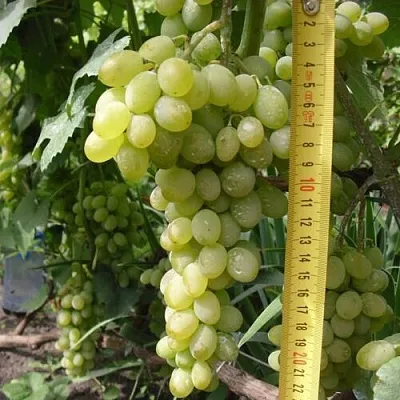 Виноград АНАНАСНЫЙ РАННИЙ  Виноград АНАНАСНЫЙ РАННИЙ в Сургуте