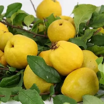 Айва ЯПОНСКАЯ  Айва ЯПОНСКАЯ в Сургуте