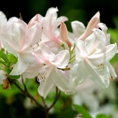 Азалия УАЙТ ЛАЙТС листопадная  Азалия УАЙТ ЛАЙТС листопадная в Сургуте