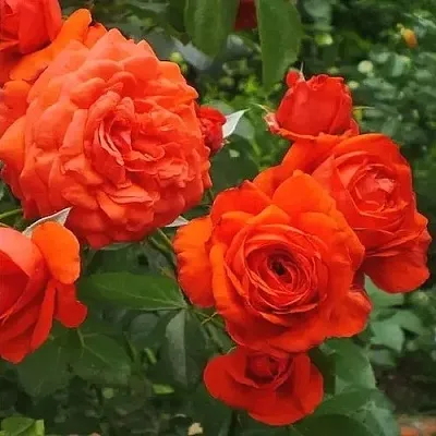 Саженцы роз МАЙНТАУЭР плетистая  Саженцы роз МАЙНТАУЭР плетистая в Сургуте