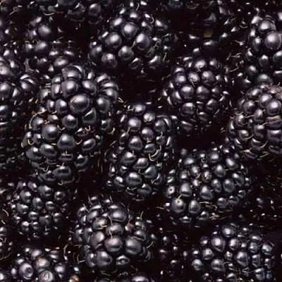 Ежевика ОРКАН бесшипная  Ежевика ОРКАН бесшипная в Сургуте