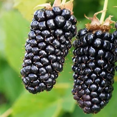 Ежевика КОЛАМБИЯ ГИГАНТ бесшипная  Ежевика КОЛАМБИЯ ГИГАНТ бесшипная в Сургуте