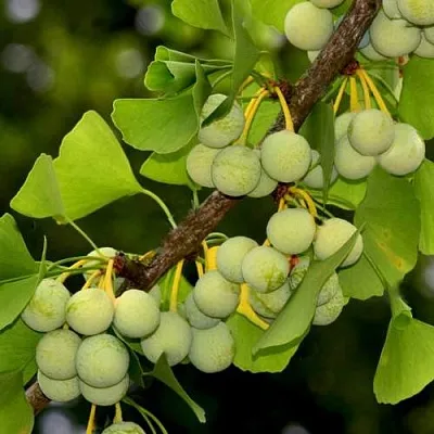 Гинкго билоба в Сургуте