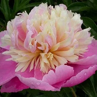 Пион ВЕСЕННЯЯ ПАЛИТРА травянистый  Пион ВЕСЕННЯЯ ПАЛИТРА травянистый в Сургуте