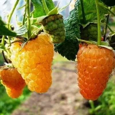 Малина ОРАНЖЕВОЕ ЧУДО в Сургуте