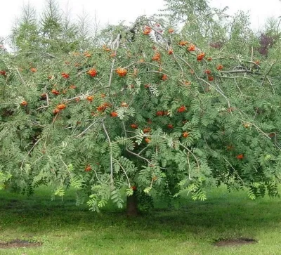 Рябина ПЛАКУЧАЯ сладкоплодная в Сургуте