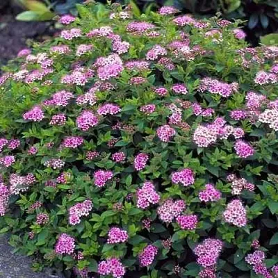 Спирея ЛИТЛ ПРИНЦЕСС японская  Спирея ЛИТЛ ПРИНЦЕСС японская в Сургуте