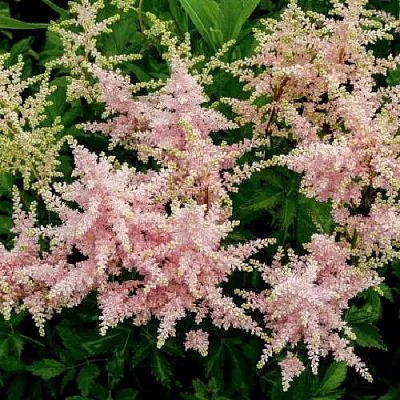 Астильба СЕСТРА ТЕРЕЗА Арендса  Астильба СЕСТРА ТЕРЕЗА Арендса в Сургуте