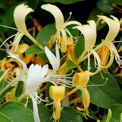 Жимолость ХАЛЛИАНА японская (Хелиана)  Жимолость ХАЛЛИАНА японская (Хелиана) в Сургуте