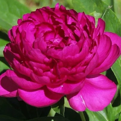 Пион БАРХАТ НОЧИ травянистый  Пион БАРХАТ НОЧИ травянистый в Сургуте