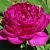 Пион БАРХАТ НОЧИ травянистый в Сургуте