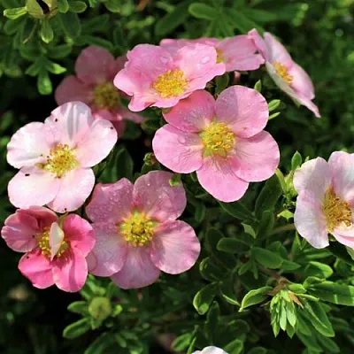 Лапчатка ЛАВЛИ ПИНК кустарниковая в Сургуте