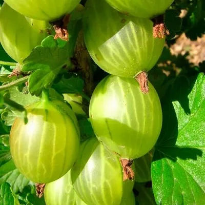 Крыжовник МАЛАХИТ  Крыжовник МАЛАХИТ в Сургуте