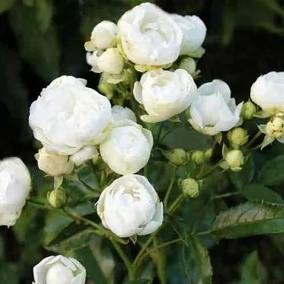 Саженцы роз УАЙТ МОРСДАГ полиантовая  Саженцы роз УАЙТ МОРСДАГ полиантовая в Сургуте