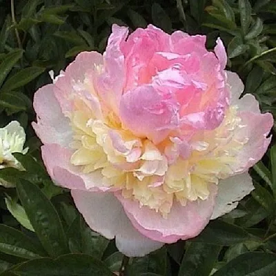 Пион РАСБЕРРИ САНДЕЙ травянистый  Пион РАСБЕРРИ САНДЕЙ травянистый в Сургуте