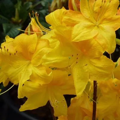 Азалия ЛИМЕТТА листопадная   Азалия ЛИМЕТТА листопадная  в Сургуте