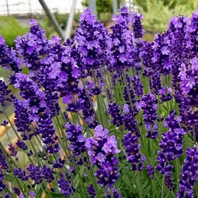 Лаванда ХИДКОТ БЛЮ узколистная  Лаванда ХИДКОТ БЛЮ узколистная в Сургуте