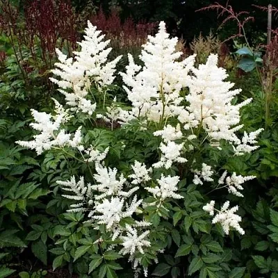 Астильба ДОЙЧЛАНД японская  Астильба ДОЙЧЛАНД японская в Сургуте