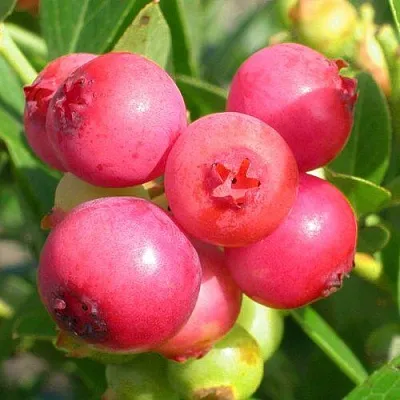 Голубика ПИНК ЛИМОНАД  Голубика ПИНК ЛИМОНАД в Сургуте