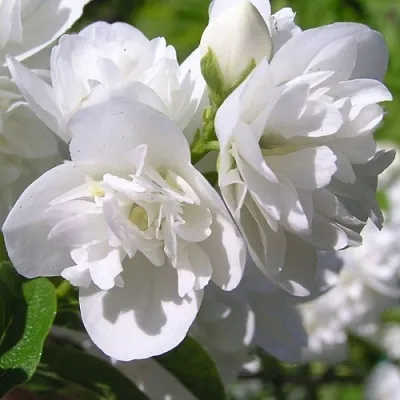 Жасмин ЖИРАНДОЛЬ  Жасмин ЖИРАНДОЛЬ в Сургуте