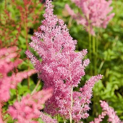 Астильба РЕЙНЛЕНД японская  Астильба РЕЙНЛЕНД японская в Сургуте