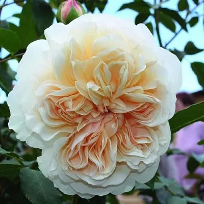 Саженцы роз ЛИЧФИЛД ЭНДЖЕЛ английская  Саженцы роз ЛИЧФИЛД ЭНДЖЕЛ английская в Сургуте