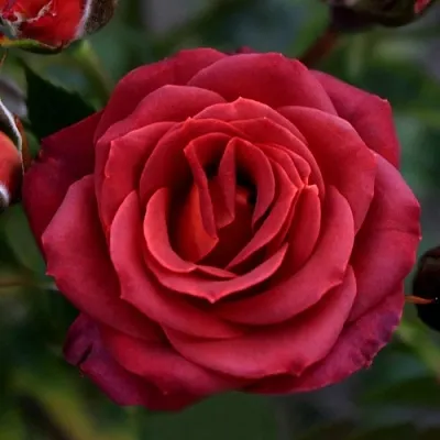 Саженцы роз ЧОКОЧИНО спрей  Саженцы роз ЧОКОЧИНО спрей в Сургуте