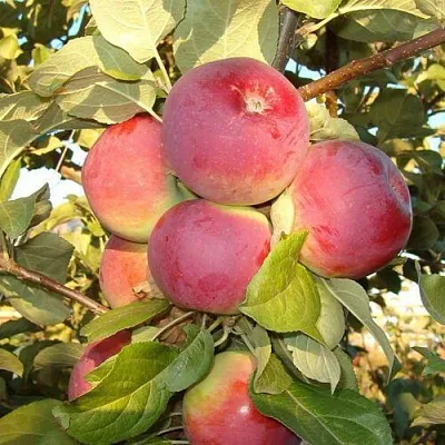 Яблоня ОРЛИК в Сургуте