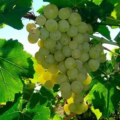 Виноград КИШМИШ МУСКАТНЫЙ  Виноград КИШМИШ МУСКАТНЫЙ в Сургуте