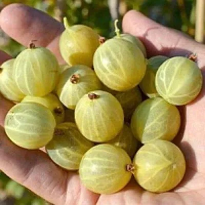 Крыжовник БЕРИЛЛ  Крыжовник БЕРИЛЛ в Сургуте