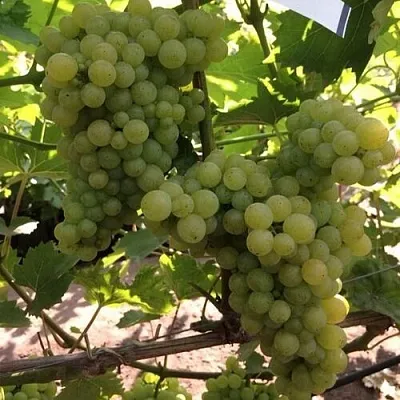 Виноград КИШМИШ 311  Виноград КИШМИШ 311 в Сургуте