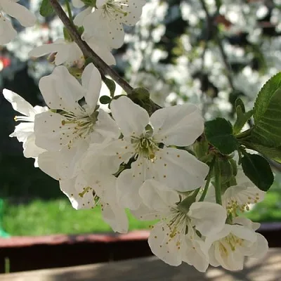 Вишня УМБРАКУЛИФЕРА  Вишня УМБРАКУЛИФЕРА в Сургуте