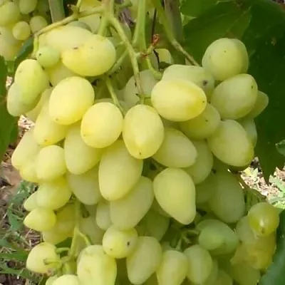 Виноград ЗАРНИЦА  Виноград ЗАРНИЦА в Сургуте