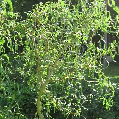 Ива МАТСУДАНА  Ива МАТСУДАНА в Сургуте