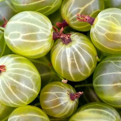 Крыжовник  в Сургуте