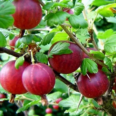 Крыжовник КОНСУЛ  Крыжовник КОНСУЛ в Сургуте