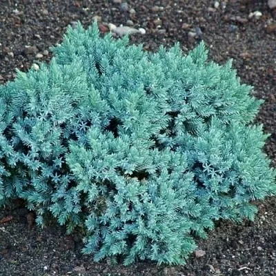 Можжевельник БЛЮ СТАР чешуйчатый в Сургуте