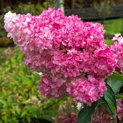 Гортензия МЕГА МИНДИ метельчатая  Гортензия МЕГА МИНДИ метельчатая в Сургуте