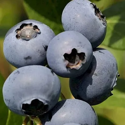 Голубика ЧАНДЛЕР  Голубика ЧАНДЛЕР в Сургуте