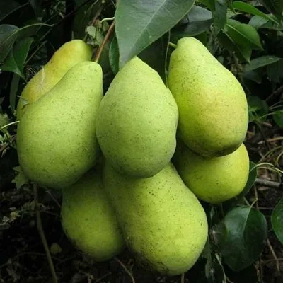 Груша ФЕВРАЛЬСКИЙ СУВЕНИР  Груша ФЕВРАЛЬСКИЙ СУВЕНИР в Сургуте