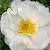Пион ДУБЛИН травянистый в Сургуте